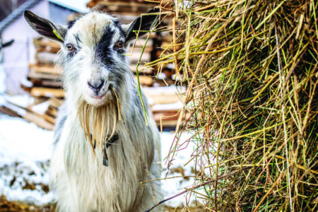 Reduce Energy Use on the Farm Image